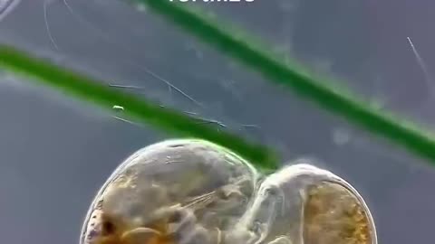 FLATWORM uses its needle-like PENIS to inject sperm into its own head
