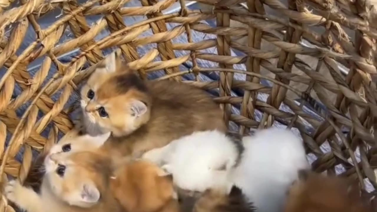 "TOO CUTE! These Cats Have ZERO Braincells! 🧠🐾 #AdorableChaos videos