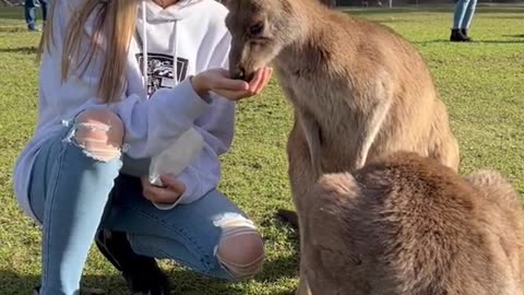 Kangaroo diaries in Australia