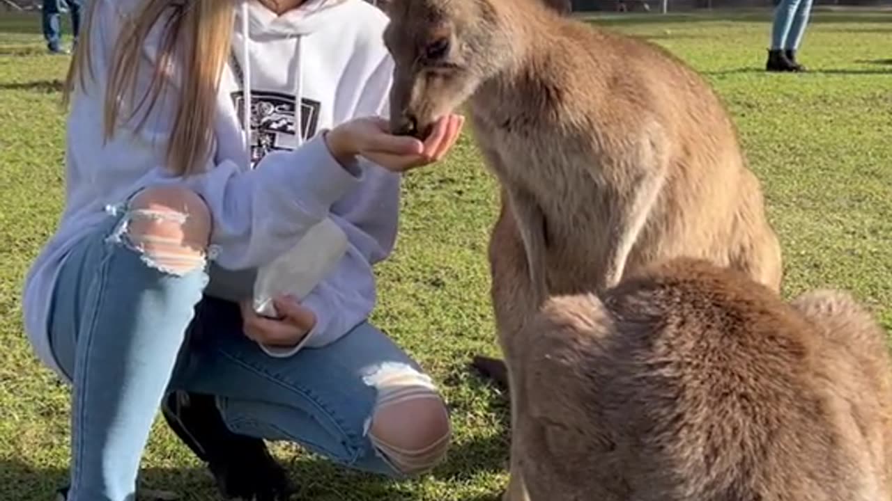 Kangaroo diaries in Australia