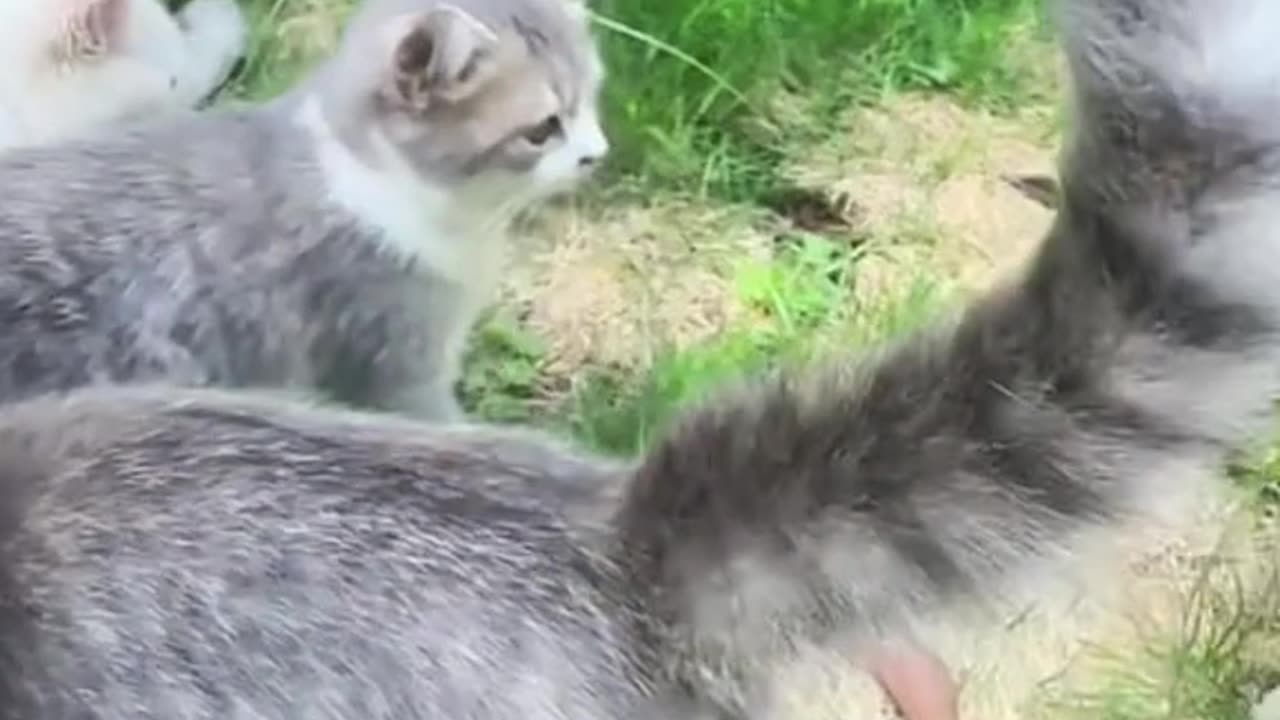 Just A Silly Little Guy