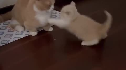 Baby Kitty Playing With Mother Kitty