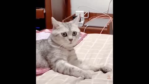Funny Cats and Dogs