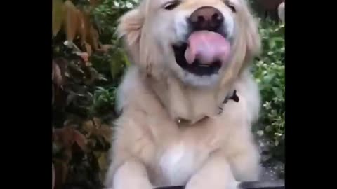Funny video pets