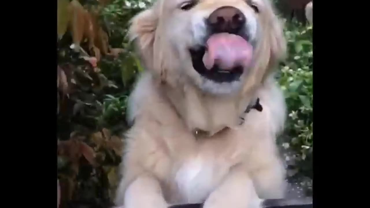 Funny video pets