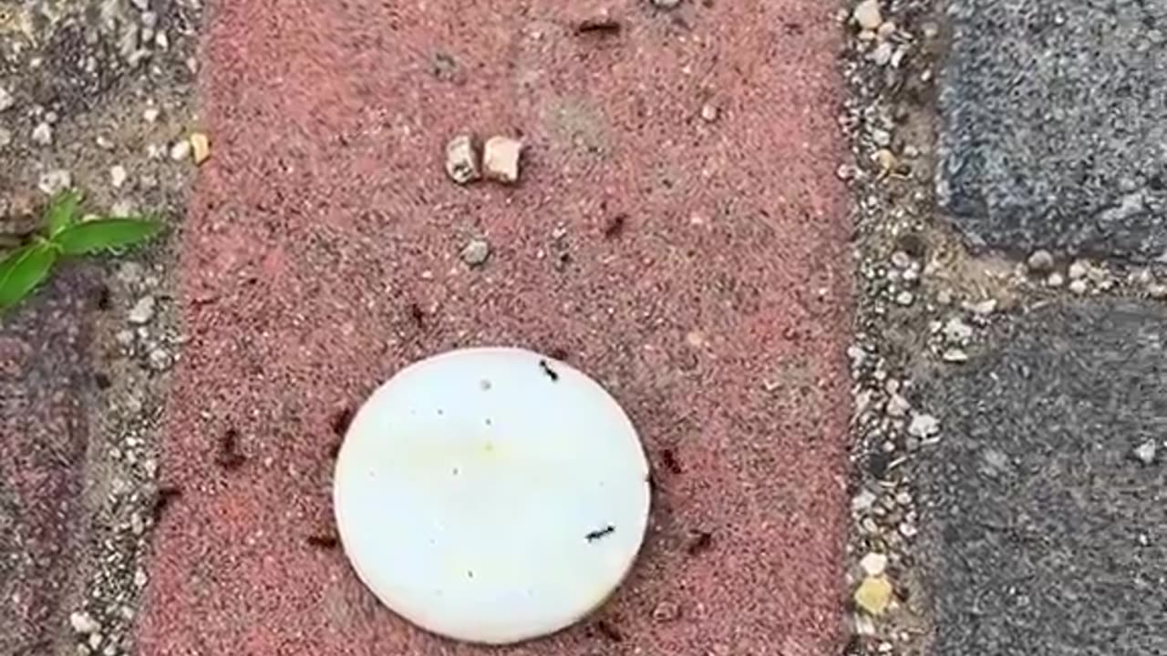 The man enjoys making ants lie to the colony 😅