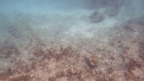 Snorkeling at Trunk Bay, St John USVI