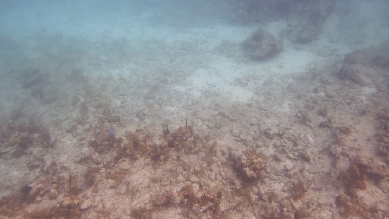 Snorkeling at Trunk Bay, St John USVI