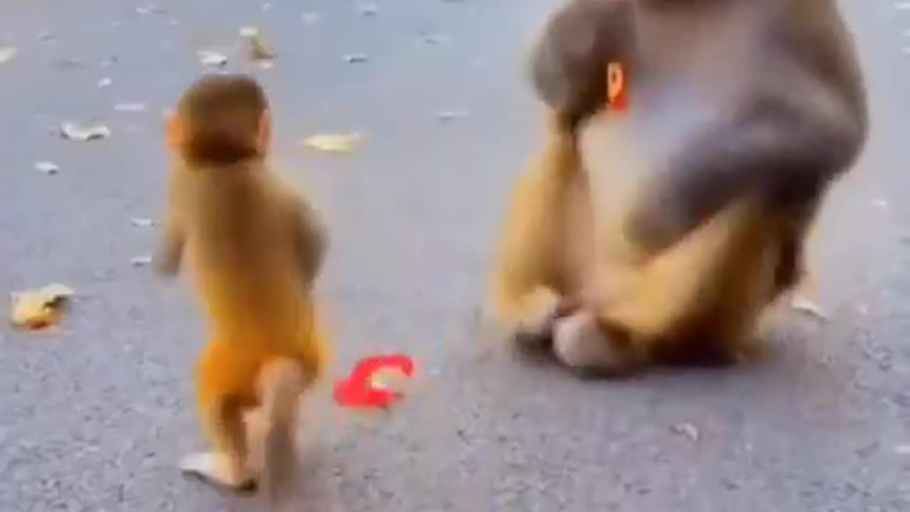 monkeys too useless dawg. 🐒😭