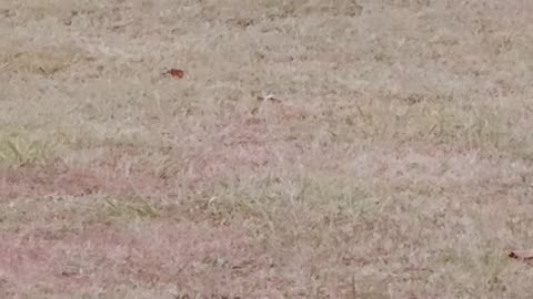 Sunset Video Interrupted