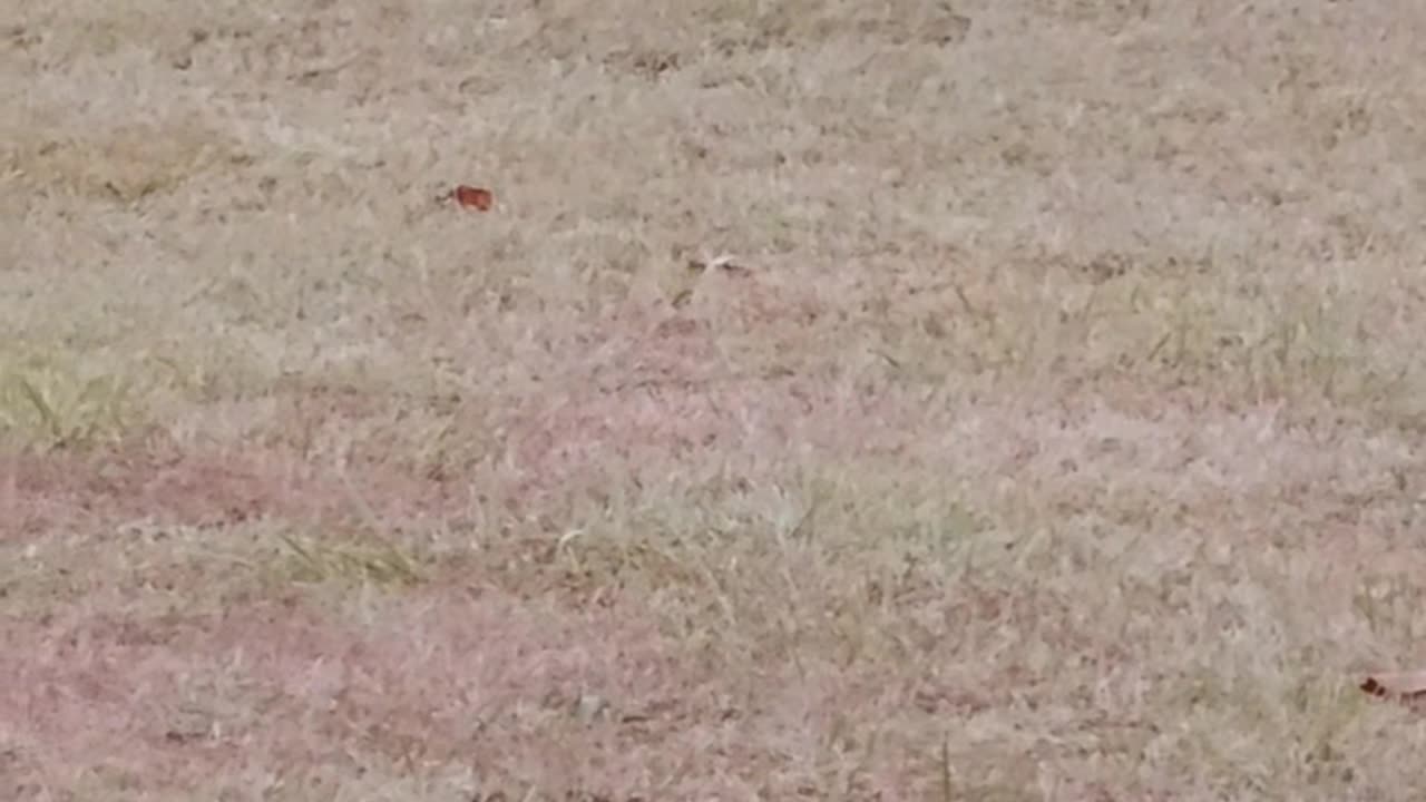 Sunset Video Interrupted