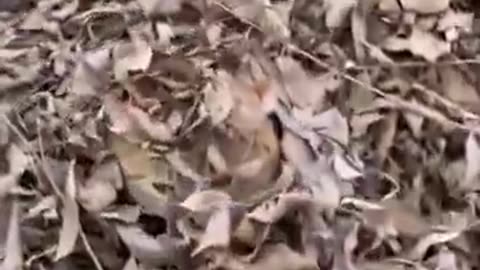 Cameowflage.. 😺😉