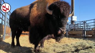 Trent Loos in the Morning - 11/12/2025