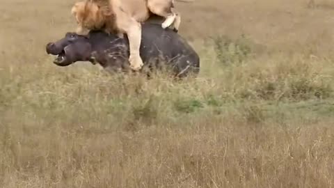 Feasting lions show the savage beauty of nature
