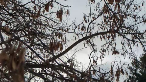 Beautiful tree Up North plus the moon~