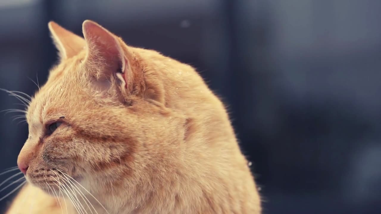 Curious Whiskers: A Ginger Cat's Quiet Watch
