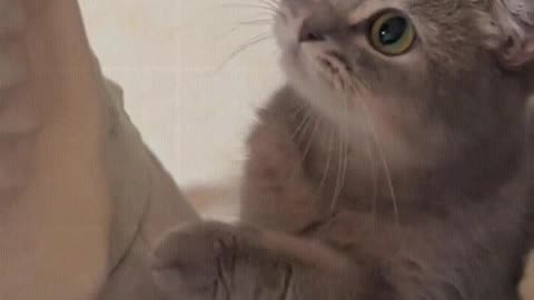 Cat： I want to eat too