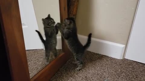 😂🐱 My Kitten's First Meeting with a "Friend" | FunFM