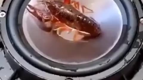 🤣😆 You Won't Believe How Much He’s Enjoying It! | FunFM