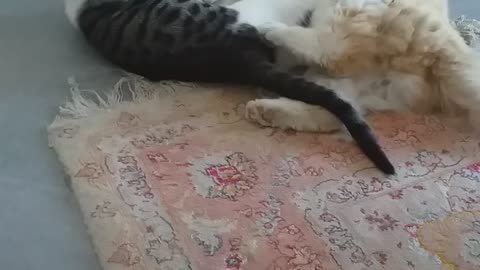 Funny Cat Fight Over a Toy – Hilarious Kitty Wrestling Match