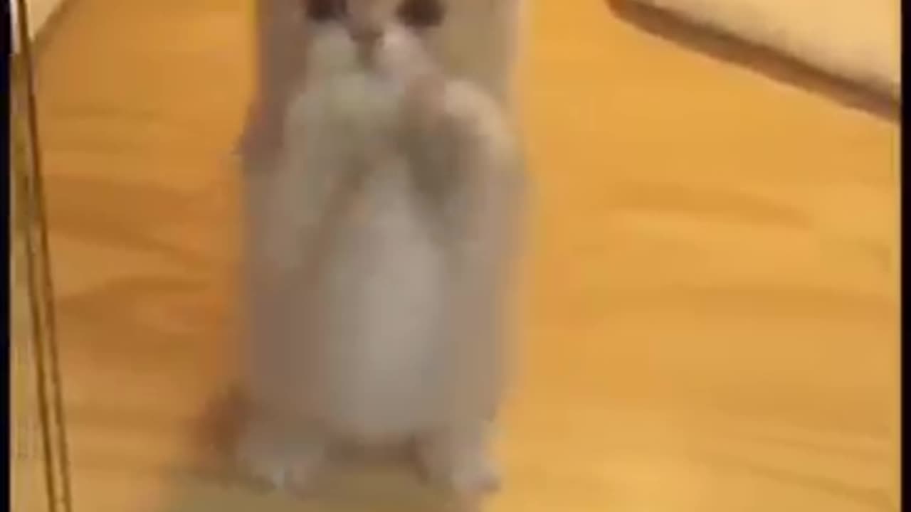 Funny animals๐๐๐