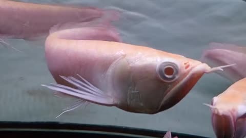 The Beauty of Pet Fish in Aquarium