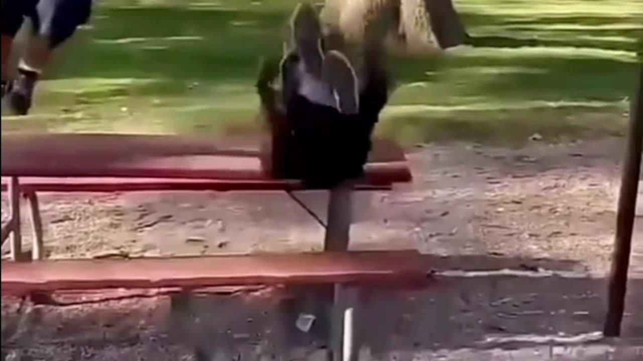 He Was Flying… Until THIS Happened!