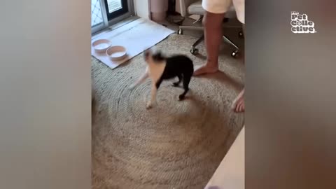 Hilarious Pet Moments | 1 Hour of FUNNY Animals