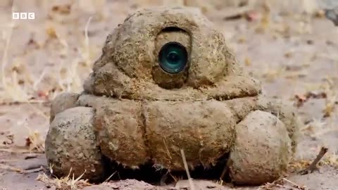 Wildlife camera disguised as elephant dung