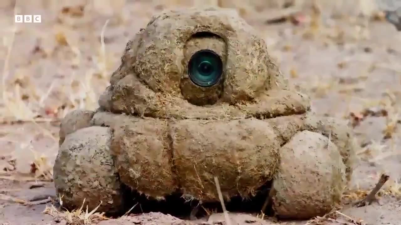 Wildlife camera disguised as elephant dung