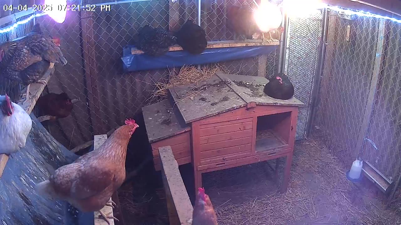 Friday Night Perch Up Cam1