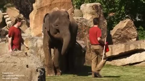 Baby Elephant