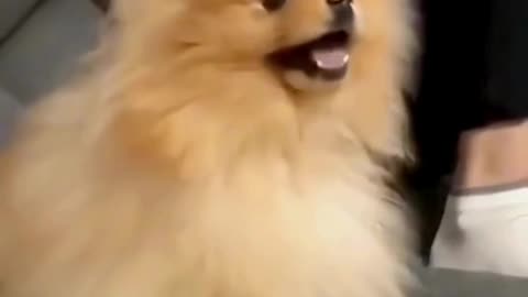 FUNNY ANIMAL COMPILATIONS - PART 85