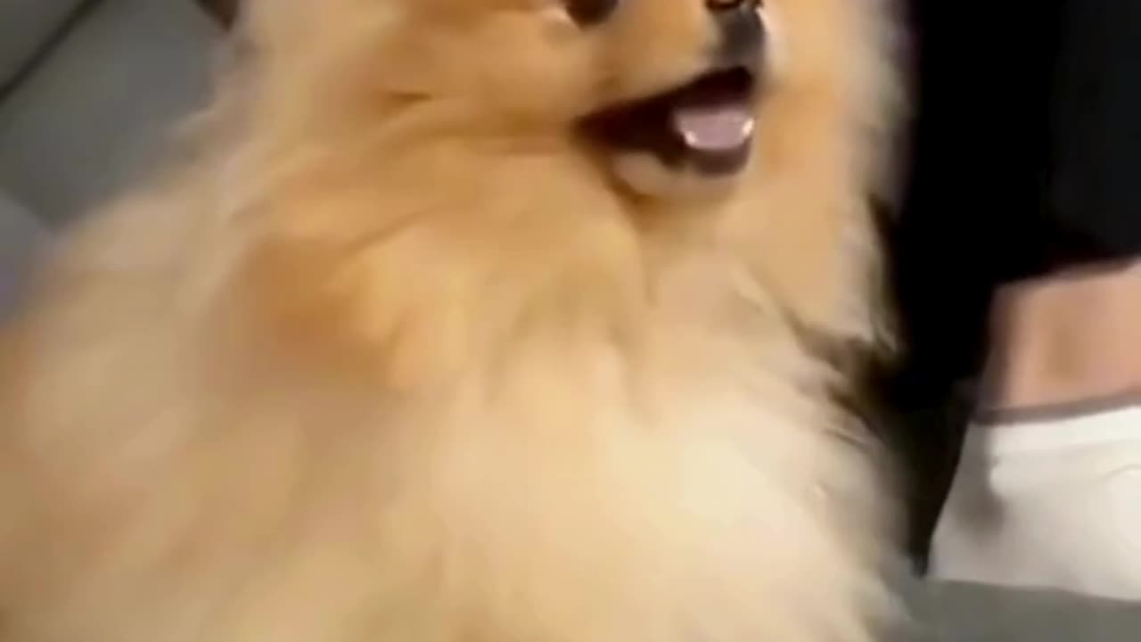 FUNNY ANIMAL COMPILATIONS - PART 85