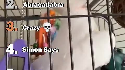 Ranking The Best Parrot Moments