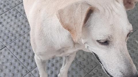 Procurando comida