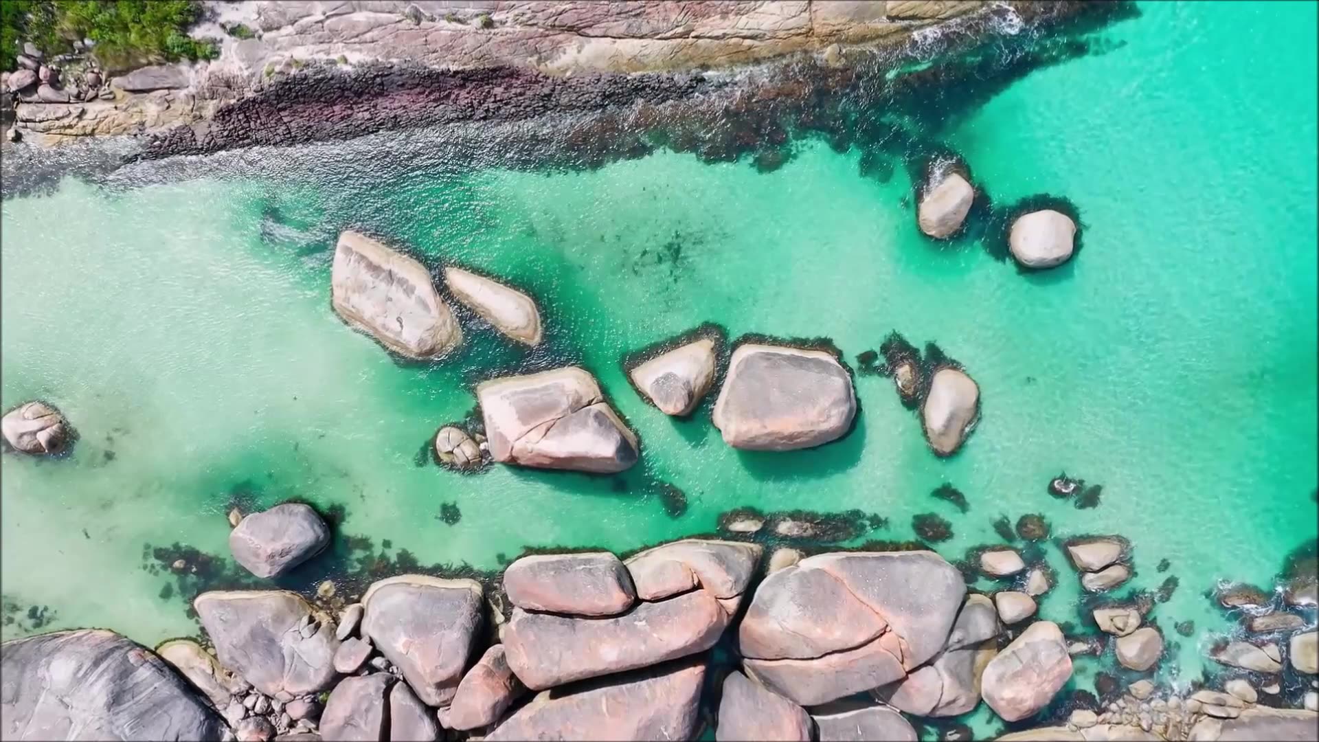 Stay Grateful Japanese Cherry Blossom Tree April 2023