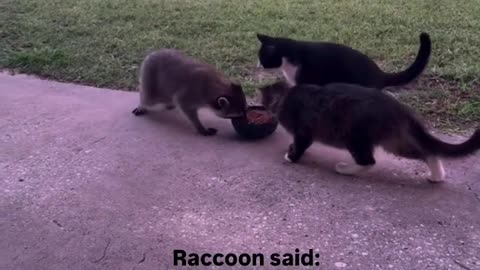 🐱🐻 The Cat and Raccoon Combo's Epic Waddle: You Won't Believe This! | FunFM