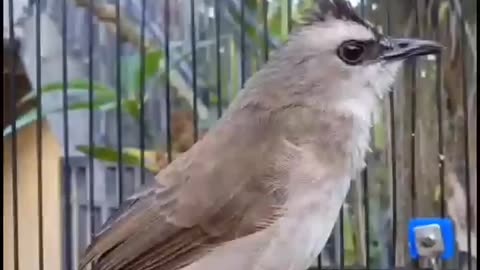 The Sound Of Birds In The Morning