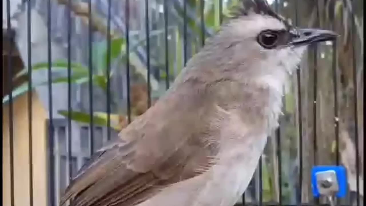 The Sound Of Birds In The Morning