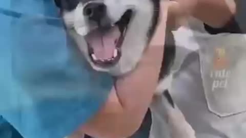Funny animals 😅