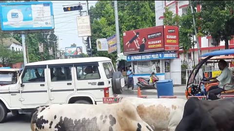 fight between two Bull