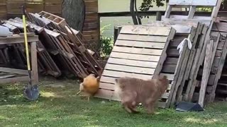 Hen vs dog 😂🤣😅