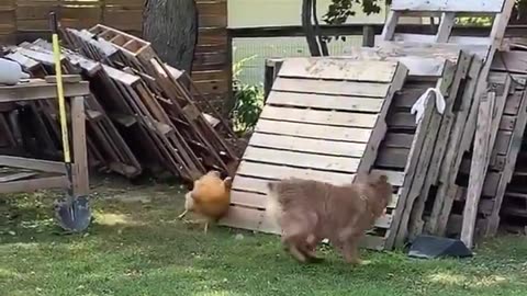 Hen vs dog 😂🤣😅