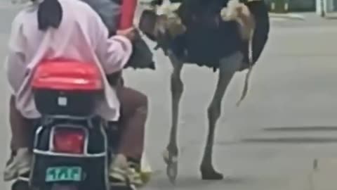 What about the possibility of road rage 🤣