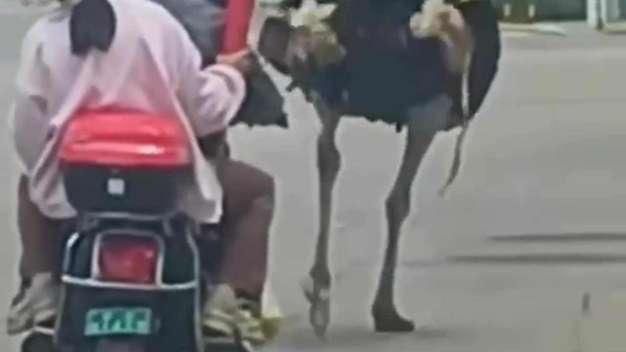 What about the possibility of road rage 🤣