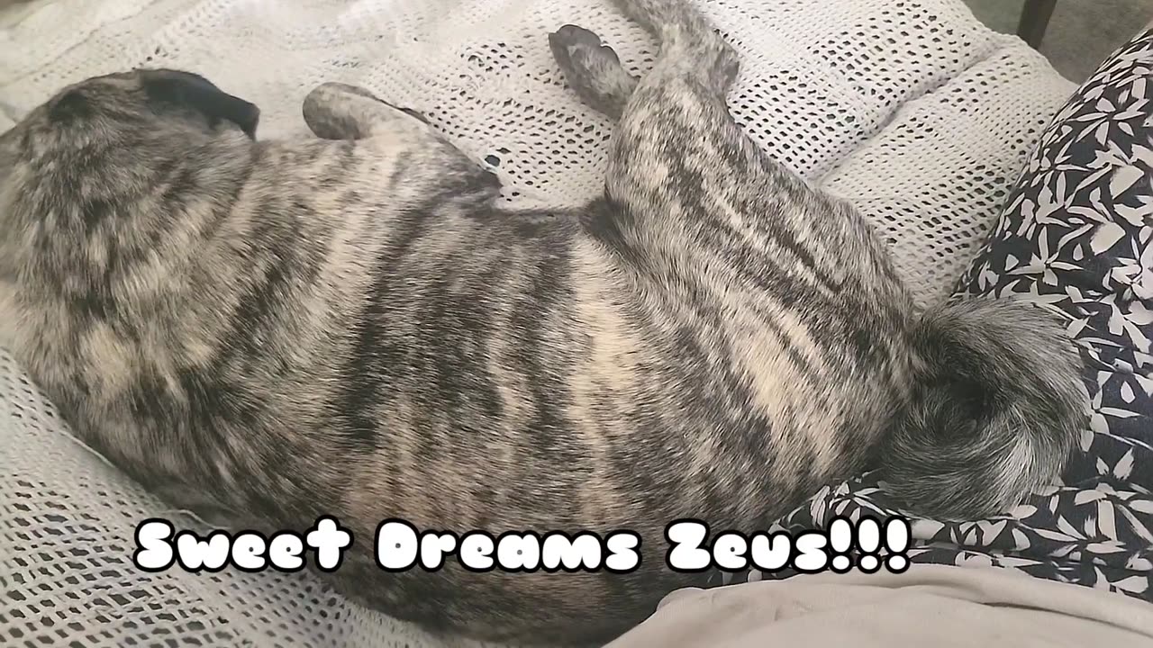 Pug Dreams are Funny