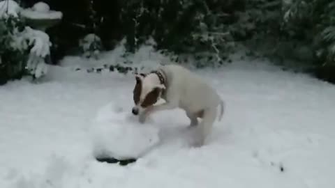 Funniest Animals