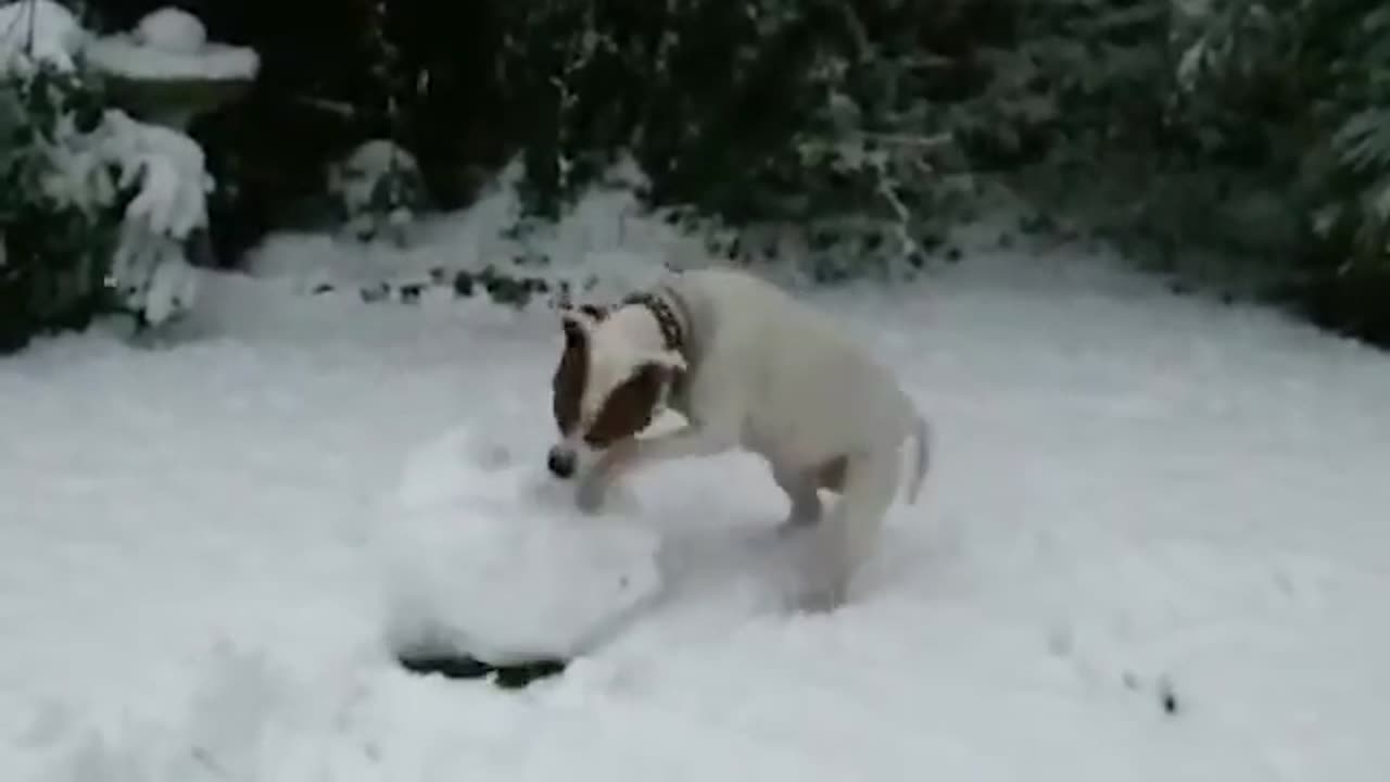 Funniest Animals