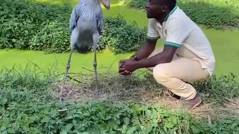 The Shoebill Stork..